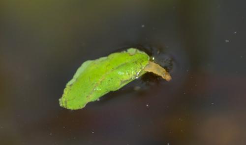 Réf. 206 370 : Elophila nymphaeata